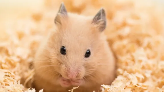 Discovering the Fascinating World of Hamsters: Complete Guide