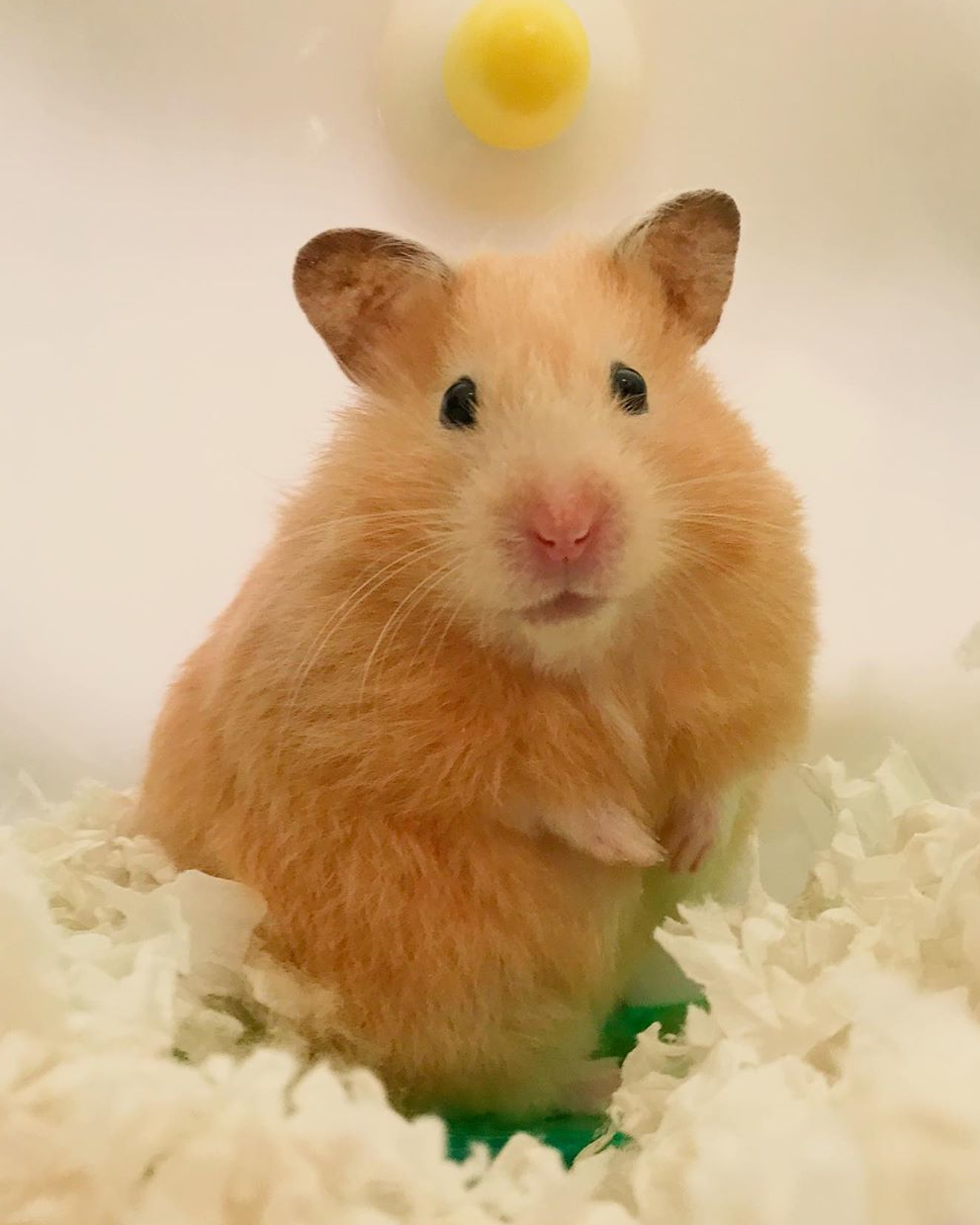 Discovering the Fascinating World of Hamsters Complete Guide Not